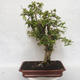 Indoor-Bonsai - Cudrania equisetifolia - 1/5