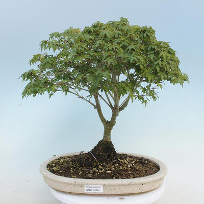 Acer palmatum KIOHIME - Palm-Ahorn - 1