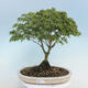 Acer palmatum KIOHIME - Palm-Ahorn - 1/5
