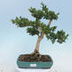 Outdoor-Bonsai - Buxus microphylla - Buchsbaum - 1/5