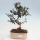 Indoor-Bonsai - Olea europaea sylvestris - Europäisches kleinblättriges Olivenöl - 1/3