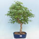 Acer palmatum - Palmahorn - 1/5