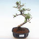 Innenbonsai - Carmona macrophylla - Tee fuki PB2211 - 1/5