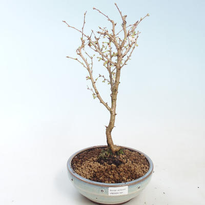 Bonsai im Freien - Prunus in Kojonno Mai-Slivio - Pflaume VB2020-160 - 1