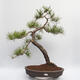Bonsai im Freien - Pinus sylvestris - Waldkiefer - 1/5