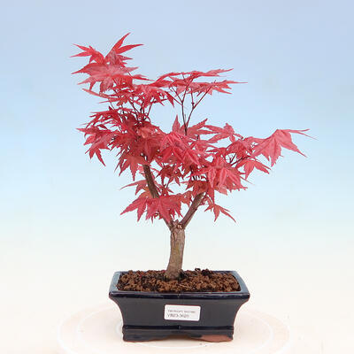 Outdoor bonsai - dlanitolistý klon - Acer palmatum DESHOJO - 1