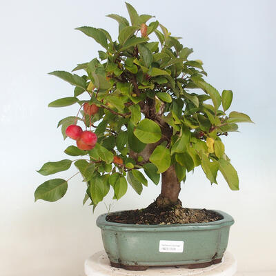 Freilandbonsai - Malus halliana - Kleinfrüchtiger Apfelbaum - 1
