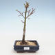 Bonsai im Freien - Acer palmatum SHISHIGASHIRA - Kleiner Ahorn VB2020-247 - 1/3