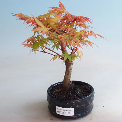 Bonsai im Freien - Acer palmatum Orange - 1
