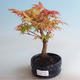 Bonsai im Freien - Acer palmatum Orange - 1/2
