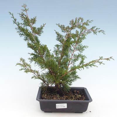 Bonsai im Freien - Juniperus chinensis Itoigawa-chinesischer Wacholder VB2019-261000 - 1