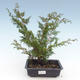 Bonsai im Freien - Juniperus chinensis Itoigawa-chinesischer Wacholder VB2019-261000 - 1/2