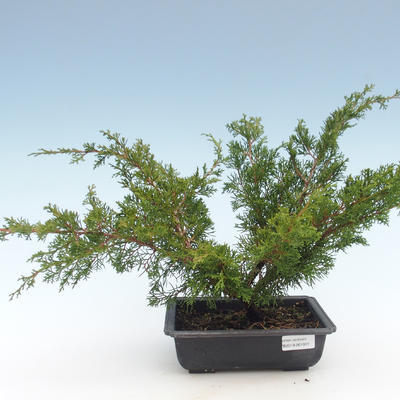 Bonsai im Freien - Juniperus chinensis Itoigawa-chinesischer Wacholder VB2019-261001 - 1