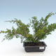Bonsai im Freien - Juniperus chinensis Itoigawa-chinesischer Wacholder VB2019-261001 - 1/2