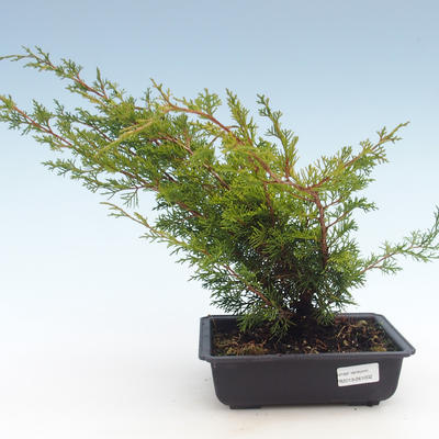 Bonsai im Freien - Juniperus chinensis Itoigawa-chinesischer Wacholder VB2019-261002 - 1