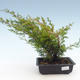 Bonsai im Freien - Juniperus chinensis Itoigawa-chinesischer Wacholder VB2019-261002 - 1/2