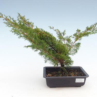 Bonsai im Freien - Juniperus chinensis Itoigawa-chinesischer Wacholder VB2019-261004 - 1