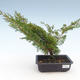 Bonsai im Freien - Juniperus chinensis Itoigawa-chinesischer Wacholder VB2019-261004 - 1/2