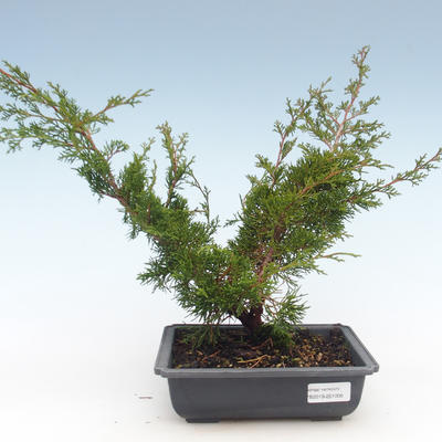 Bonsai im Freien - Juniperus chinensis Itoigawa-chinesischer Wacholder VB2019-261005 - 1