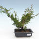 Bonsai im Freien - Juniperus chinensis Itoigawa-chinesischer Wacholder VB2019-261005 - 1/2