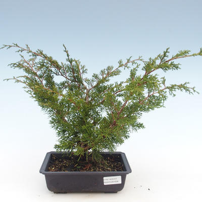Bonsai im Freien - Juniperus chinensis Itoigawa-chinesischer Wacholder VB2019-261006 - 1