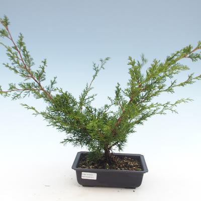 Bonsai im Freien - Juniperus chinensis Itoigawa-chinesischer Wacholder VB2019-261011 - 1