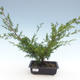 Bonsai im Freien - Juniperus chinensis Itoigawa-chinesischer Wacholder VB2019-261011 - 1/2