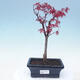 Outdoor Bonsai - Acer Palme. Atropurpureum-rotes Palmblatt - 1/2