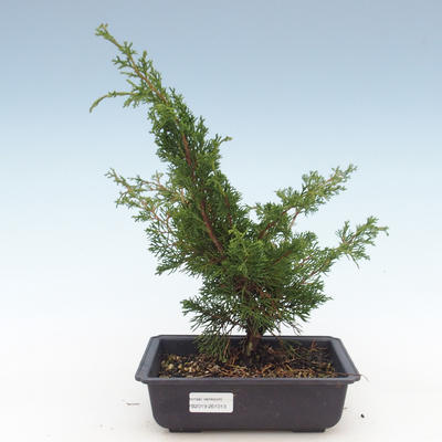 Bonsai im Freien - Juniperus chinensis Itoigawa-chinesischer Wacholder VB2019-261013 - 1