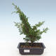 Bonsai im Freien - Juniperus chinensis Itoigawa-chinesischer Wacholder VB2019-261013 - 1/2