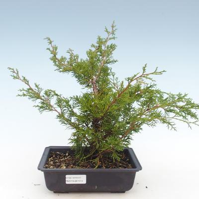 Bonsai im Freien - Juniperus chinensis Itoigawa-chinesischer Wacholder VB2019-261014 - 1