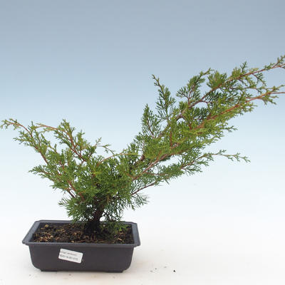 Bonsai im Freien - Juniperus chinensis Itoigawa-chinesischer Wacholder VB2019-261015 - 1