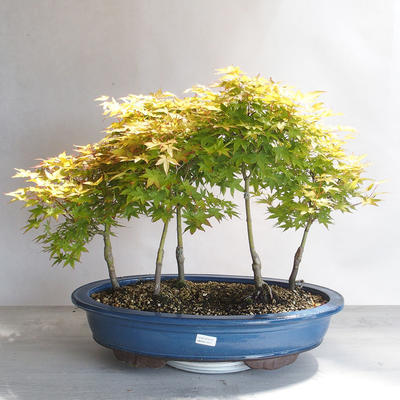 Acer palmatum Aureum - Goldener Palmenahorn - 1
