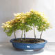 Acer palmatum Aureum - Goldener Palmenahorn - 1/3