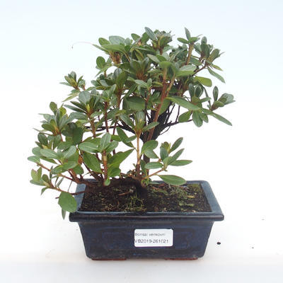 Indoor-Bonsai - Rhododendron sp. - Pink Azalea VB2019-261021