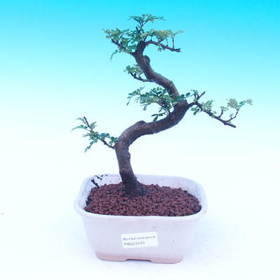 Zimmer Bonsai - Zantoxylum piperitum - Kava - 1