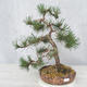 Bonsai im Freien - Pinus Mugo - kniende Kiefer - 1/4