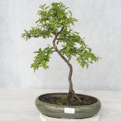 Bonsai im Freien - Prunus spinosa - Schwarzdorn - 1