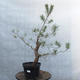 Yamadori - Pinus sylvestris - Waldkiefer - 1/4