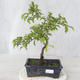 Bonsai im Freien - Prunus spinosa - Schwarzdorn - 1/2