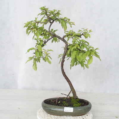 Bonsai im Freien - Prunus spinosa - Schwarzdorn - 1