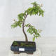 Bonsai im Freien - Prunus spinosa - Schwarzdorn - 1/2
