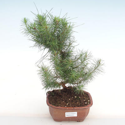 Innen Bonsai-Pinus halepensis-Aleppo Kiefer PB2201074