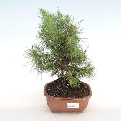 Innen Bonsai-Pinus halepensis-Aleppo Kiefer PB2201075