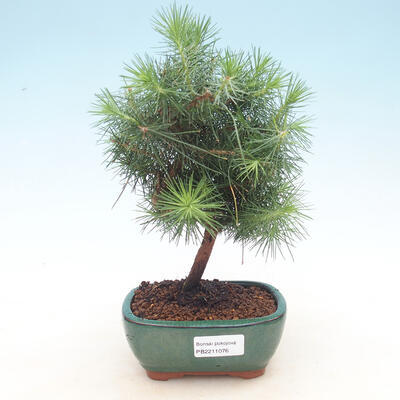 Indoor Bonsai-Pinus halepensis