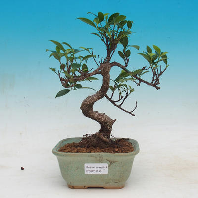 Zimmerbonsai - Ficus kimmen - kleiner Ficus - 1