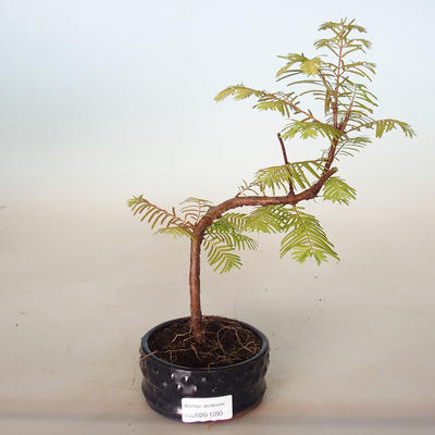 Bonsai im Freien - Metasequoia glyptostroboides - Chinesische Metasequoia - 1