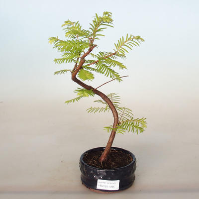 Bonsai im Freien - Metasequoia glyptostroboides - Chinesische Metasequoia - 1