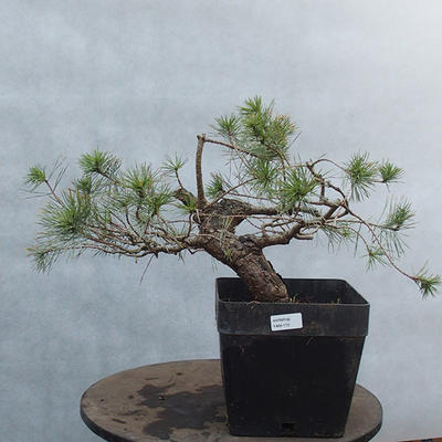 Yamadori - Pinus sylvestris - Waldkiefer - 1