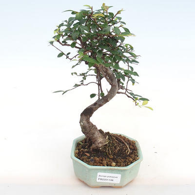 Indoor Bonsai-Ulmus Parvifolia-Kleinblättrige Ulme PB2201106